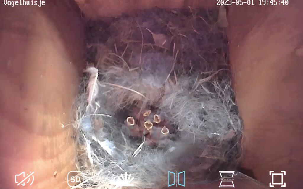 birdhouse nesting box camera